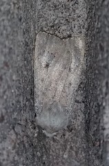 Agrotis vetusta
