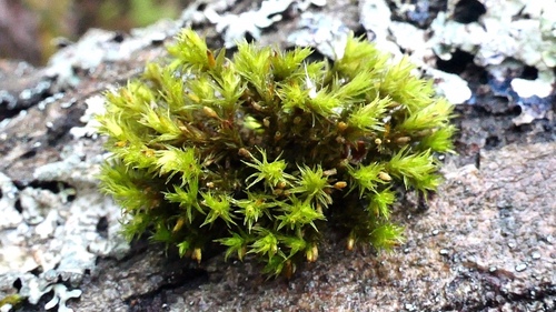 Lewinskya elegans