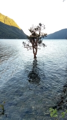 Luma apiculata