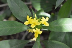 Barleria oenotheroides