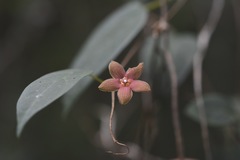 Ruehssia sumiderensis