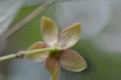 Ruehssia sumiderensis