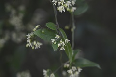 Metastelma lanceolatum