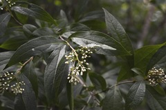 Chromolaena glaberrima