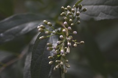 Chromolaena glaberrima