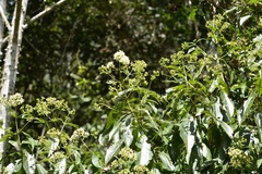 Critonia hospitalis
