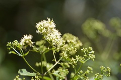 Critonia hospitalis