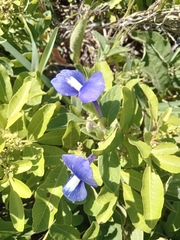 Lucas Rodrigues, CC0, iNaturalist via GBIF Matourea azurea, photograph Lucas Rodrigues, CC0, iNaturalist via GBIF