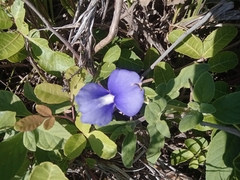 Lucas Rodrigues, CC0, iNaturalist via GBIF Matourea azurea, photograph Lucas Rodrigues, CC0, iNaturalist via GBIF