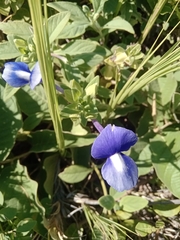 Lucas Rodrigues, CC0, iNaturalist via GBIF Matourea azurea, photograph Lucas Rodrigues, CC0, iNaturalist via GBIF