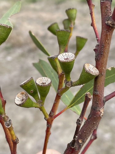 Eucalyptus articulata