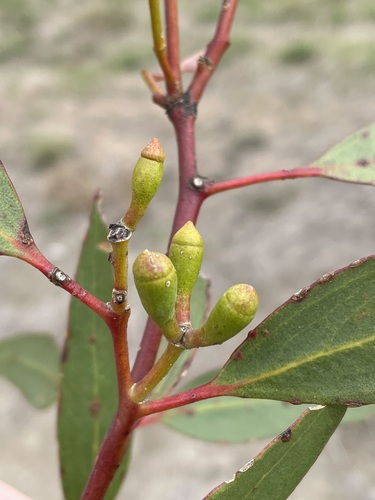 Eucalyptus articulata 2
