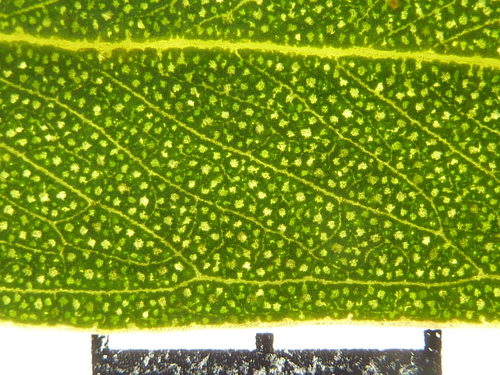 Eucalyptus articulata 3