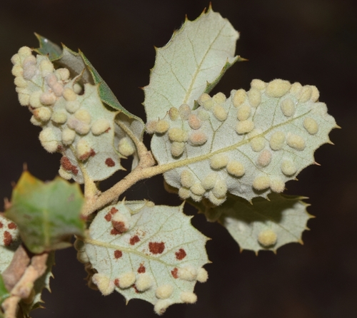 Dryomyia