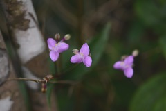 Tripogandra amplexicaulis