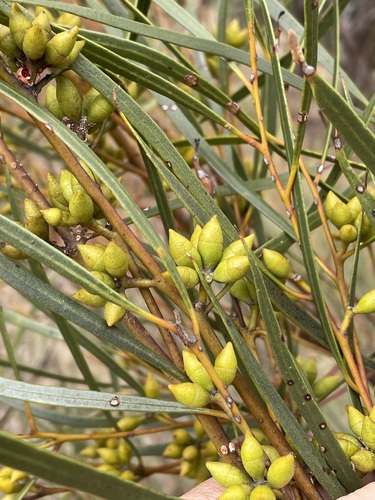 Eucalyptus jutsonii