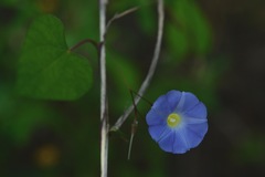 Ipomoea aristolochiifolia