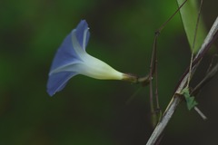 Ipomoea aristolochiifolia