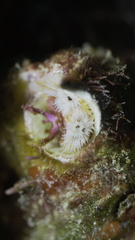 Spirobranchus incrassatus image