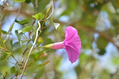 Ipomoea bernoulliana