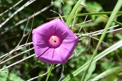 Ipomoea bernoulliana
