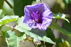 Ipomoea lindenii