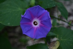Ipomoea villifera