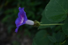 Ipomoea villifera
