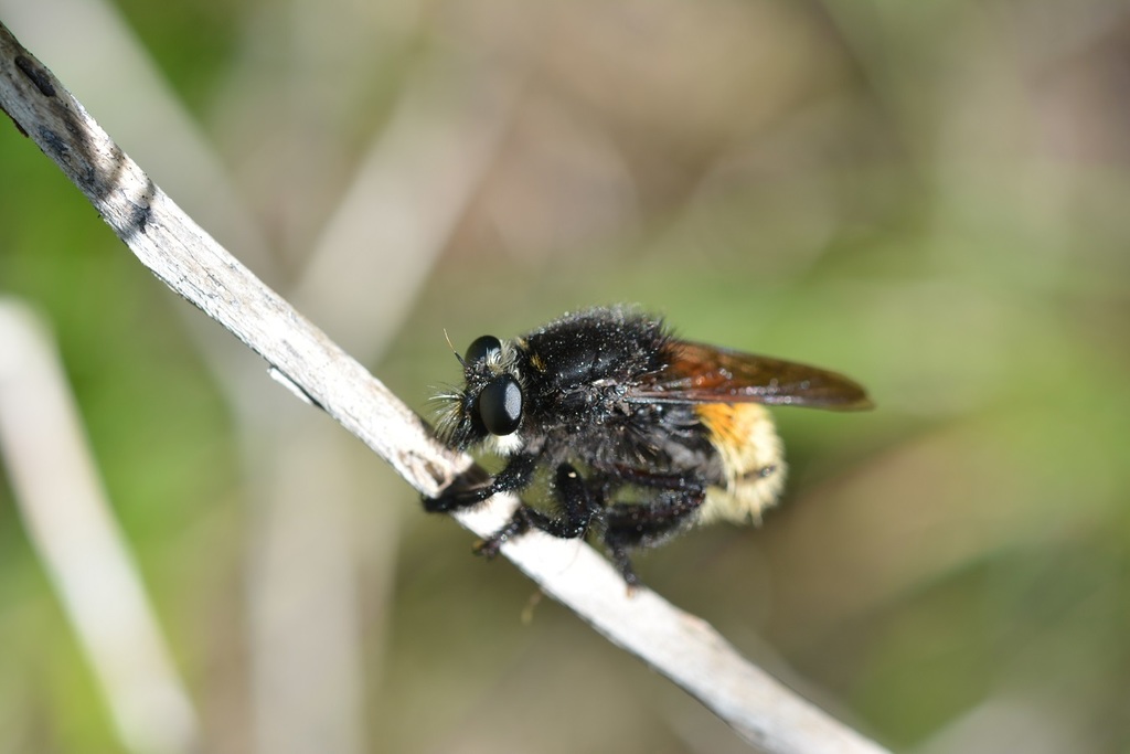 Mallophora minos