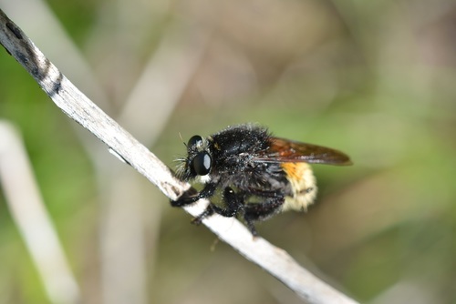Mallophora minos
