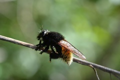 Mallophora minos