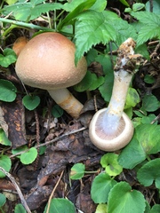 Cortinarius caesiifolius