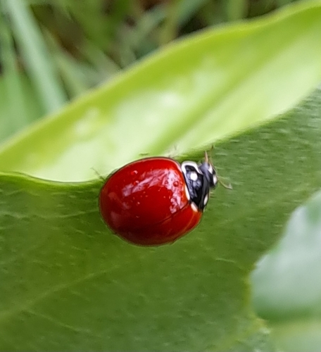 Spotless Lady Beetle photographed in Louisiana