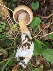Cortinarius caesiifolius