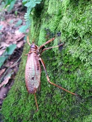 Pterophylla beltrani