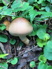 Cortinarius caesiifolius