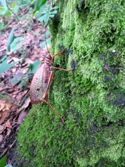 Pterophylla beltrani