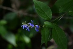 Salvia connivens