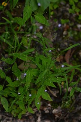 Lobelia longicaulis