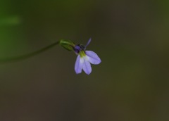 Lobelia longicaulis