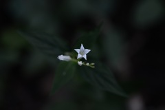 Spigelia humboldtiana