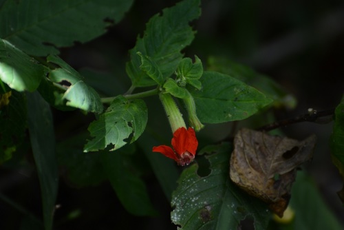 Cuphea intermedia (Cuphea intermedia)