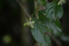 Tetrapterys schiedeana