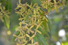 Tetrapterys schiedeana