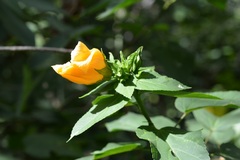 Dendrosida sharpiana