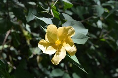 Dendrosida sharpiana