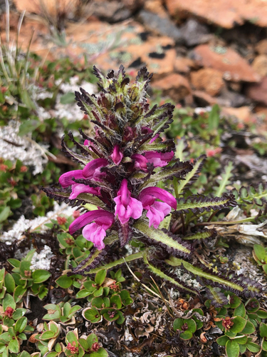 Image of Pedicularis langsdorffii by no rights reserved
