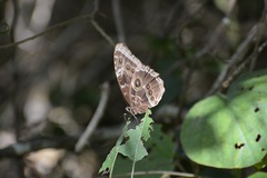 Morpho helenor octavia