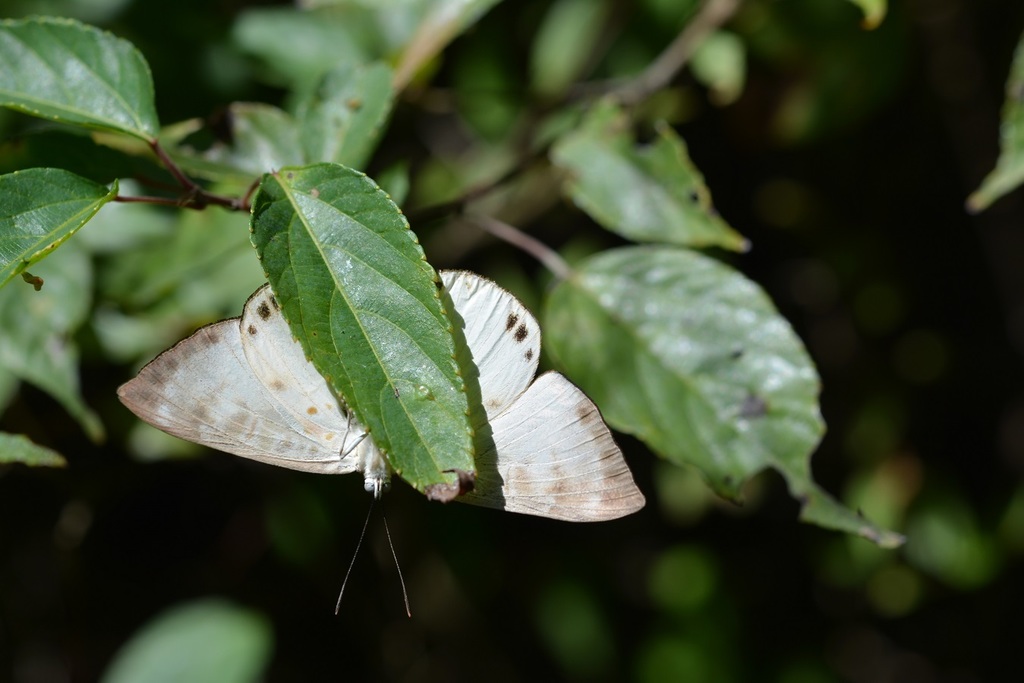 Greater Metalmark