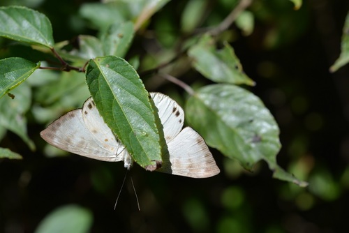 Greater Metalmark